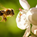 attirer les abeilles