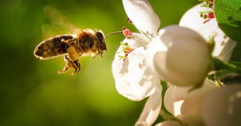 attirer les abeilles