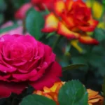 Greffage de Roses