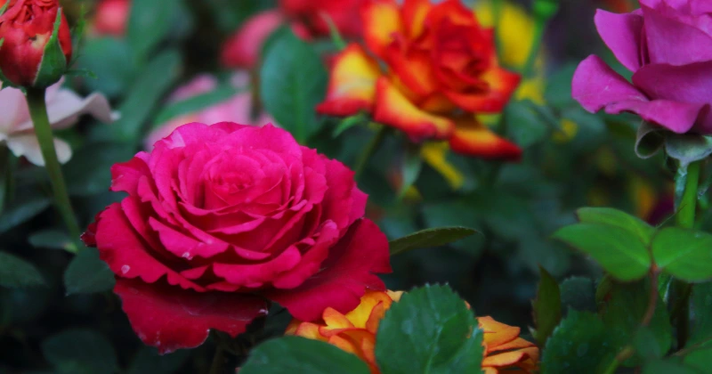Greffage de Roses