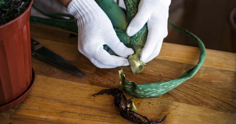 Culture de l'aloe vera
