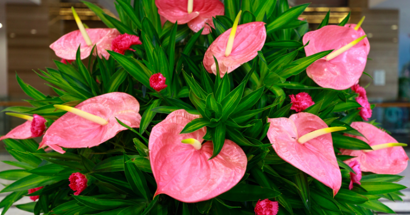 bouturer un anthurium