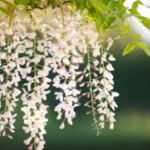 Glycine en Fleurs