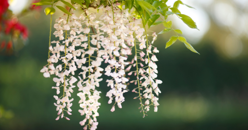 Glycine en Fleurs
