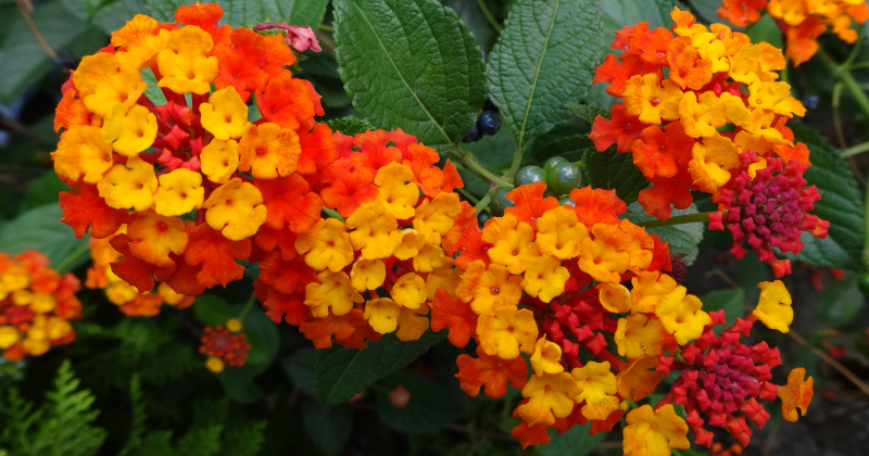 lantana plante