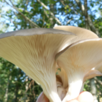 Cultiver des champignons