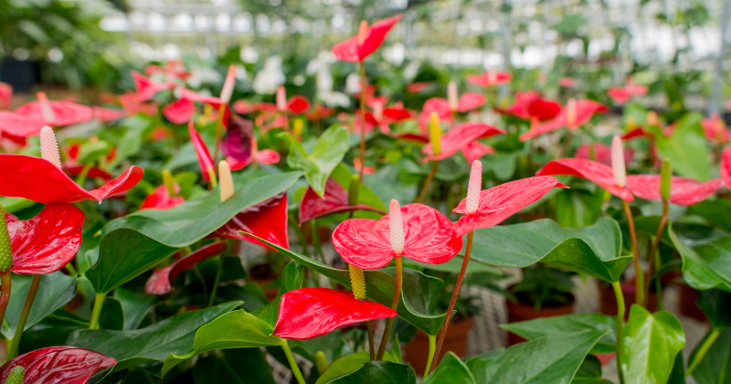 bouturer un anthurium