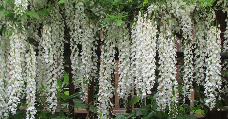 Glycine en Fleurs