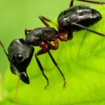 fourmis