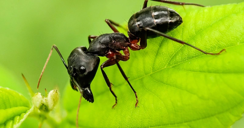 fourmis