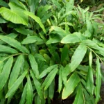 plante de cardamome