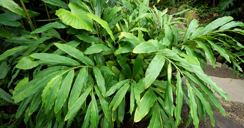 plante de cardamome