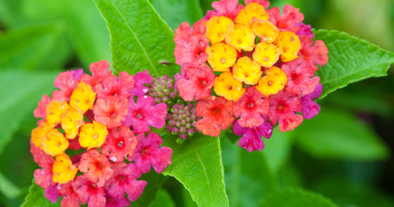lantana plante