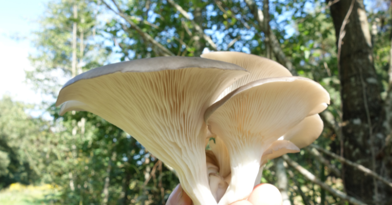 Cultiver des champignons
