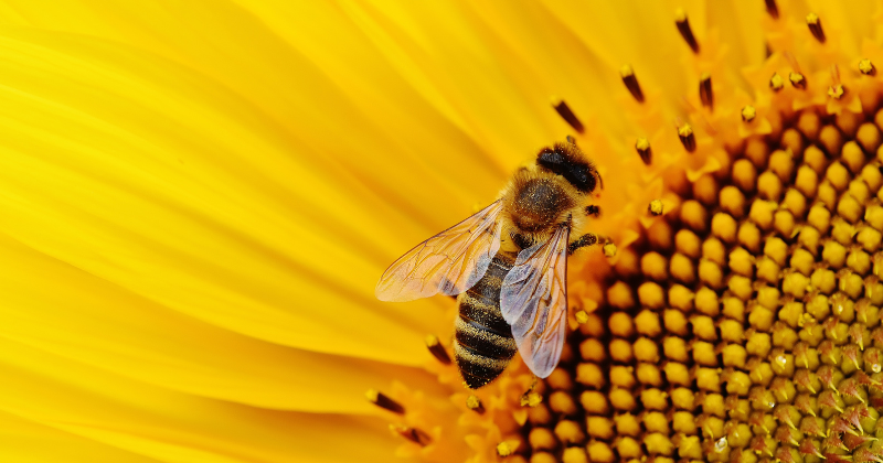 attirer les abeilles