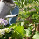 optimiser l’arrosage et le sol