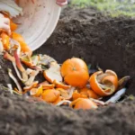 Peut-on mettre des agrumes dans le compost ?