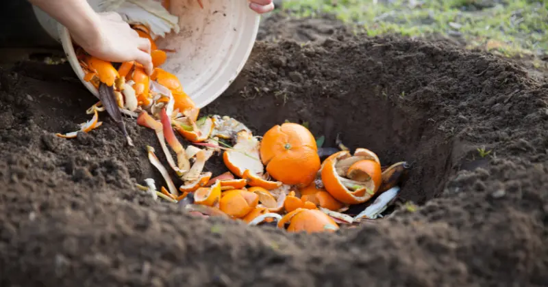 Peut-on mettre des agrumes dans le compost ?