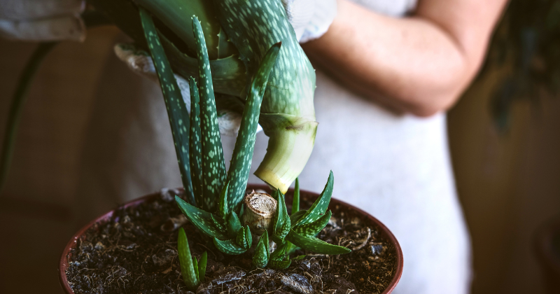 Culture de l'aloe vera