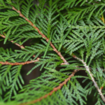 Plante de Thuya