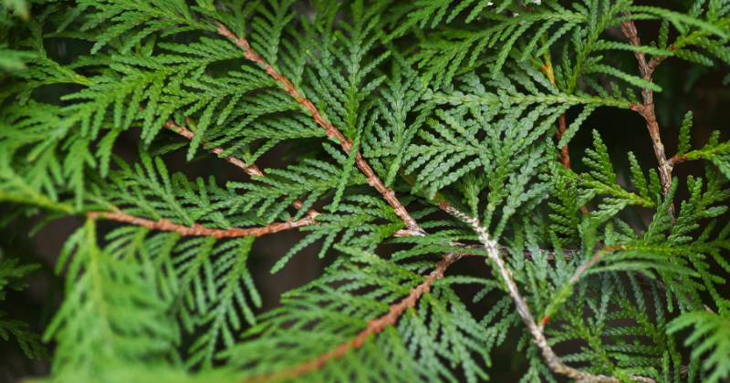 Plante de Thuya