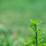 cultiver la menthe