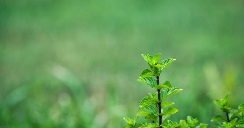 cultiver la menthe