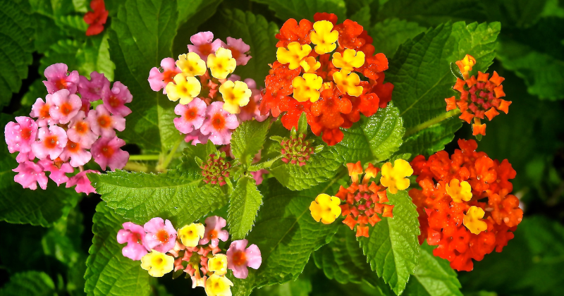 lantana plante