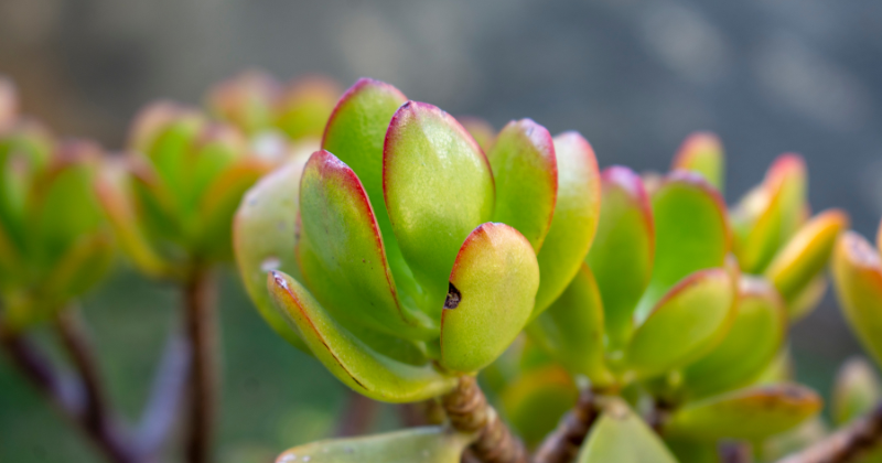 La plante de jade