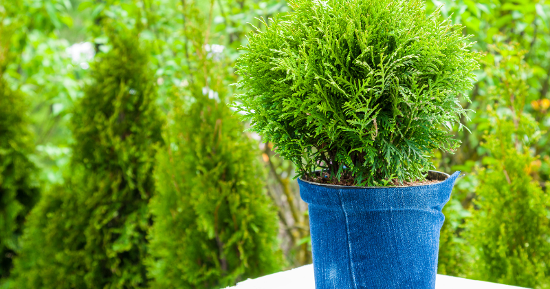 Plante de Thuya