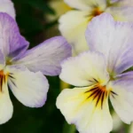 pansy