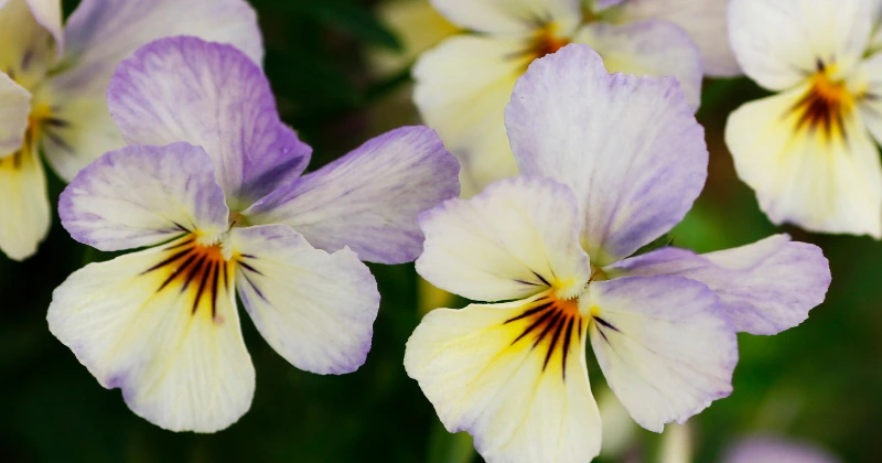 pansy