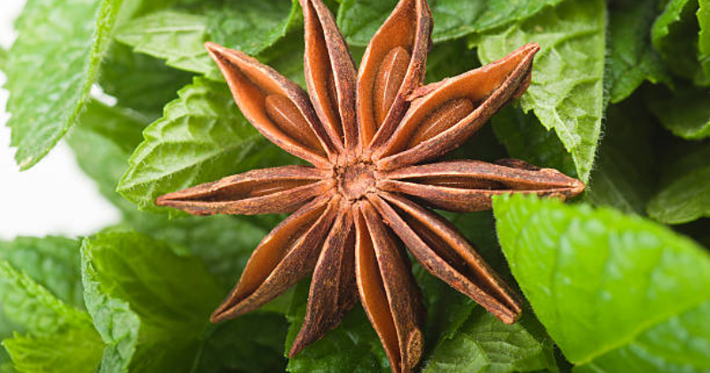 pousser de l'anis étoilé