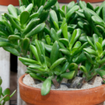 La plante de jade