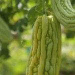 Melon Amer