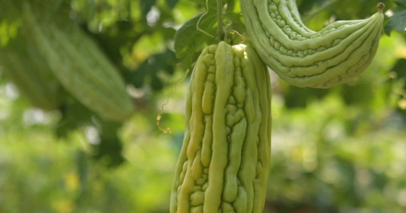 Melon Amer