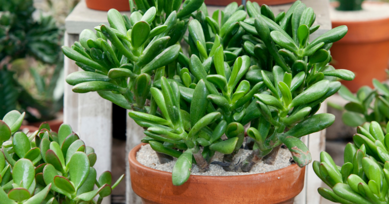La plante de jade
