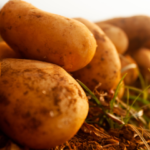 Cultiver des pommes de terre