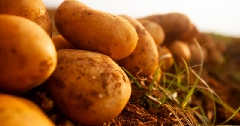 Cultiver des pommes de terre