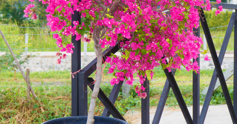 Bougainvillier en pot