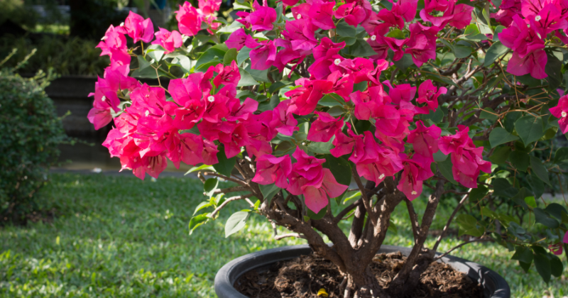 Bougainvillier en pot