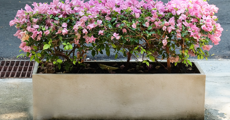 Bougainvillier en pot