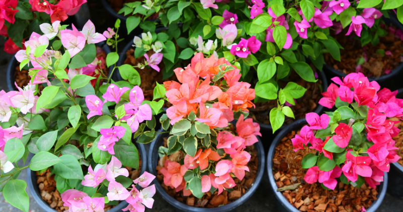 Bougainvillier en pot