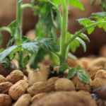 cultiver des cacahuètes