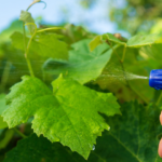 un insecticide naturel