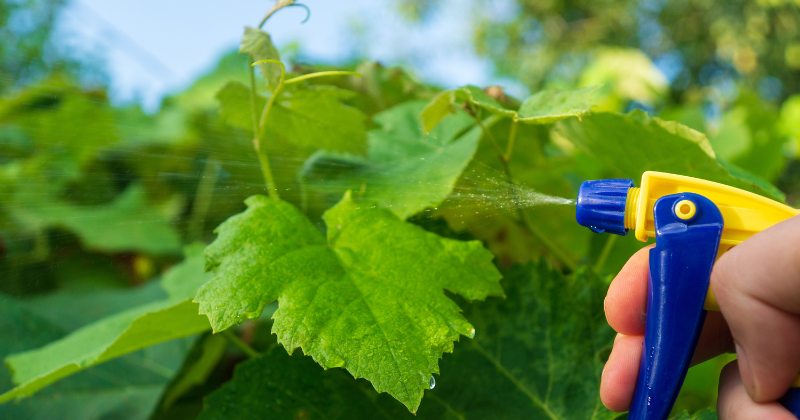 un insecticide naturel