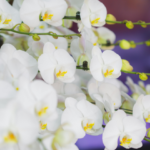 Engrais naturel pour orchidée