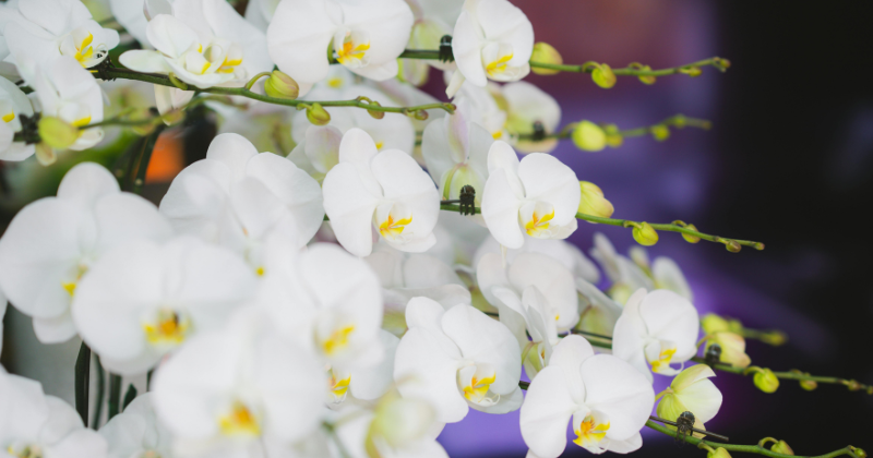 Engrais naturel pour orchidée