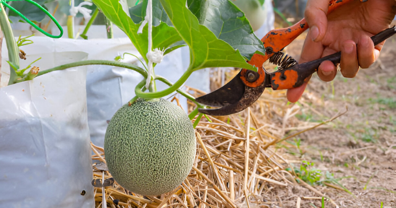 tailler les melons