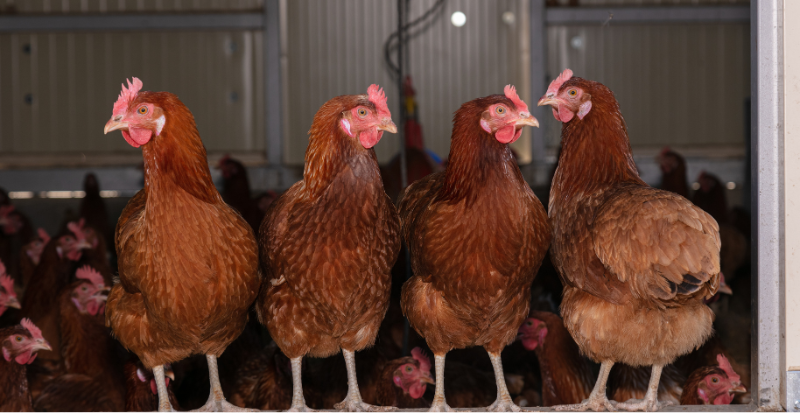 Race de poule pondeuse
